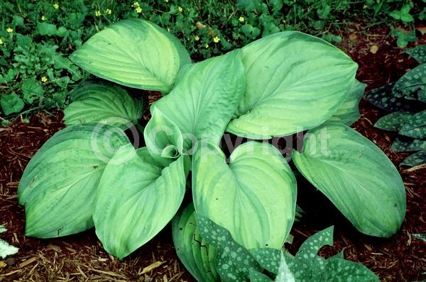 Lavender blooms; Deciduous; Broadleaf