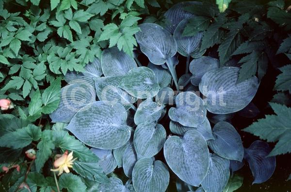 Lavender blooms; Deciduous; Broadleaf