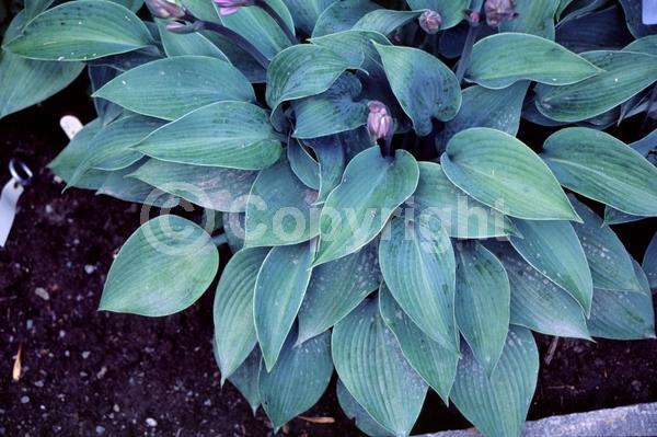 Lavender blooms; Deciduous; Broadleaf