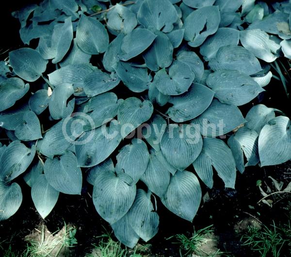 Lavender blooms; Deciduous; Broadleaf