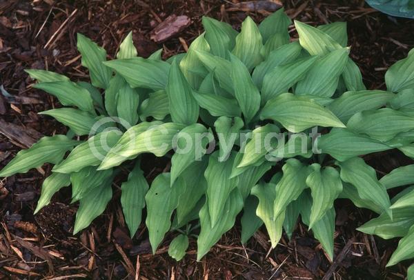 Purple blooms; Deciduous; Broadleaf
