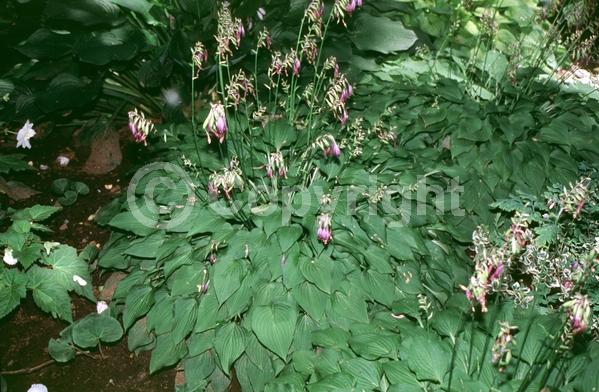 Lavender blooms; Deciduous; Broadleaf