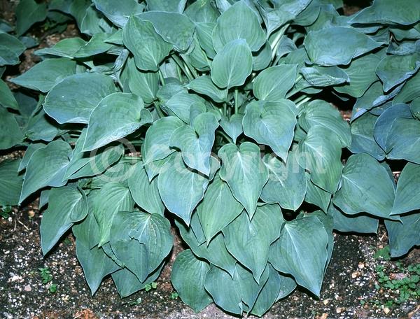 Lavender blooms; Deciduous; Broadleaf