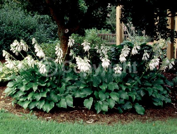 White blooms; Deciduous; Broadleaf