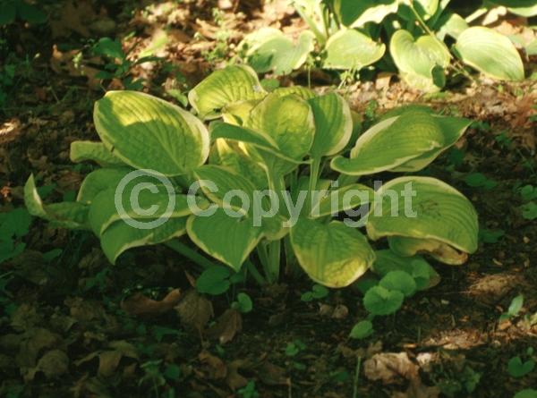 Lavender blooms; Deciduous; Broadleaf