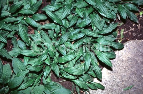 Purple blooms; Deciduous; Broadleaf