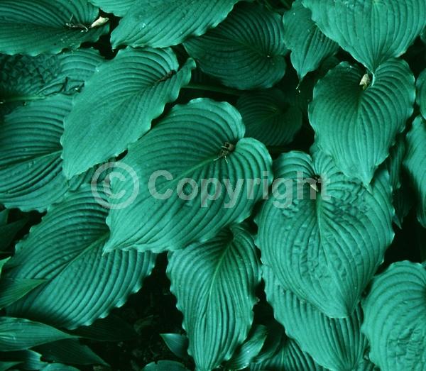 Lavender blooms; Deciduous; Broadleaf