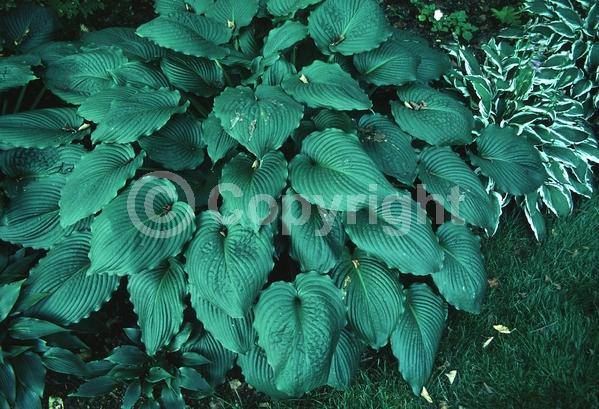 Lavender blooms; Deciduous; Broadleaf