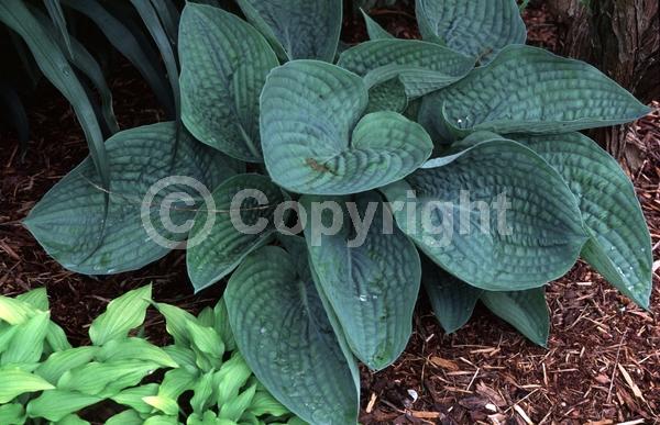 Lavender blooms; Deciduous; Broadleaf