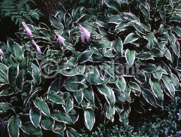 Lavender blooms; Deciduous; Broadleaf