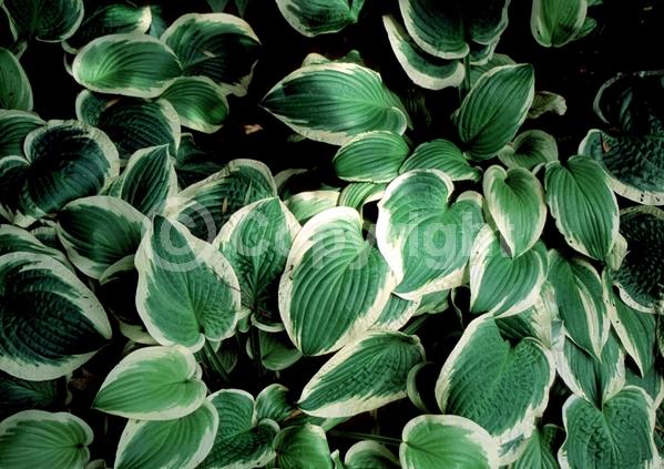 Lavender blooms; Deciduous; Broadleaf