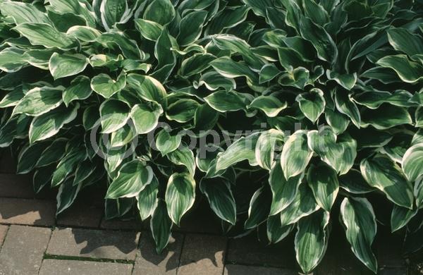 White blooms; Deciduous; Broadleaf