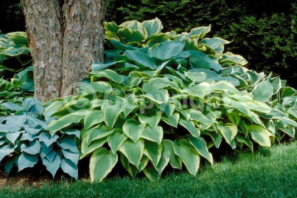 Purple blooms; Deciduous; Broadleaf