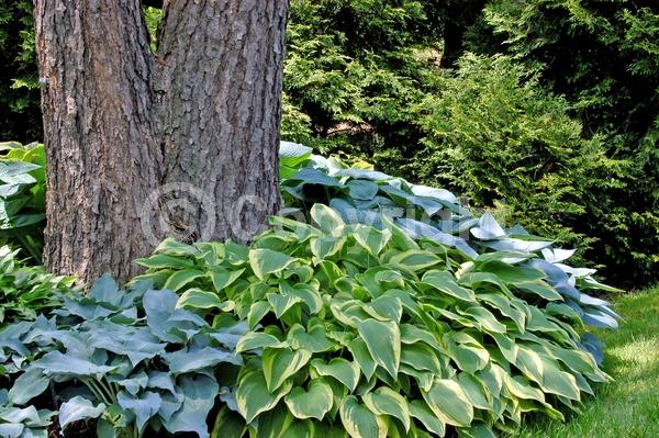 Purple blooms; Deciduous; Broadleaf