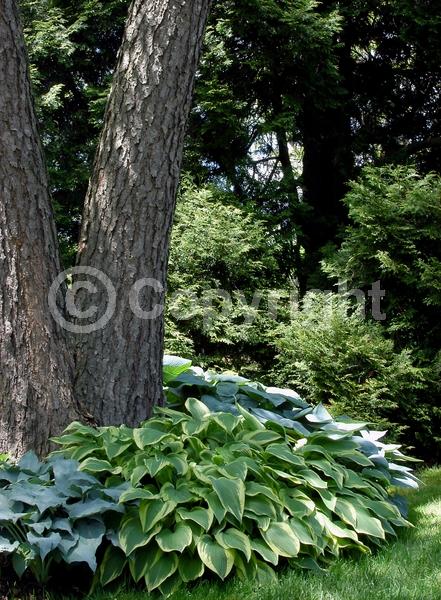 Purple blooms; Deciduous; Broadleaf