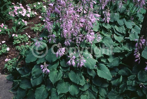 Purple blooms; Deciduous; Broadleaf