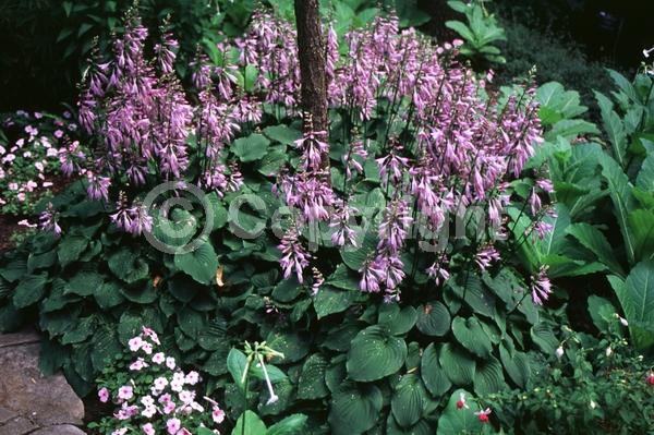 Purple blooms; Deciduous; Broadleaf