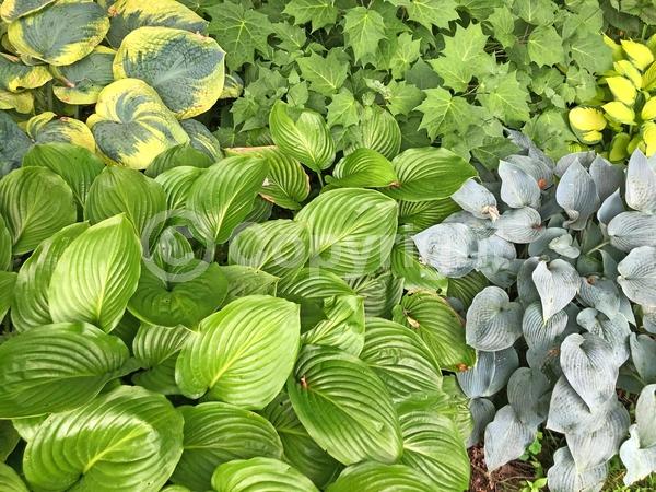 Purple blooms; Deciduous; Broadleaf