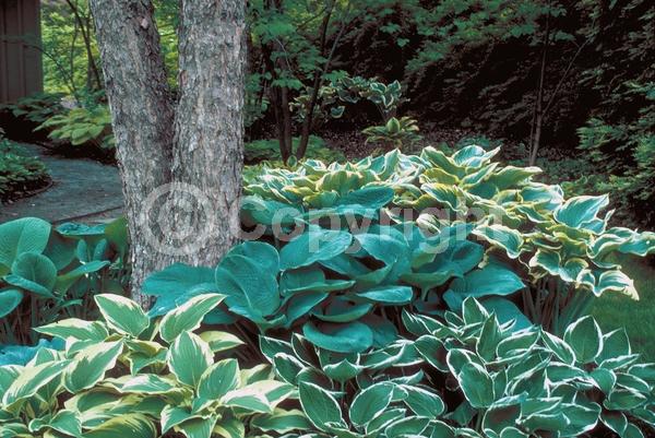 Purple blooms; Deciduous; Broadleaf