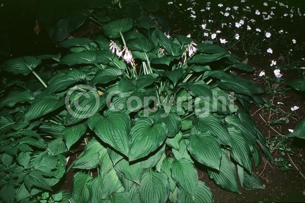 Purple blooms; Deciduous; Broadleaf