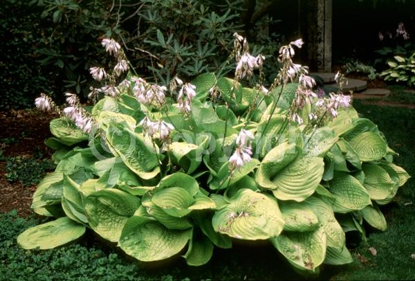 Lavender blooms; Deciduous; Broadleaf