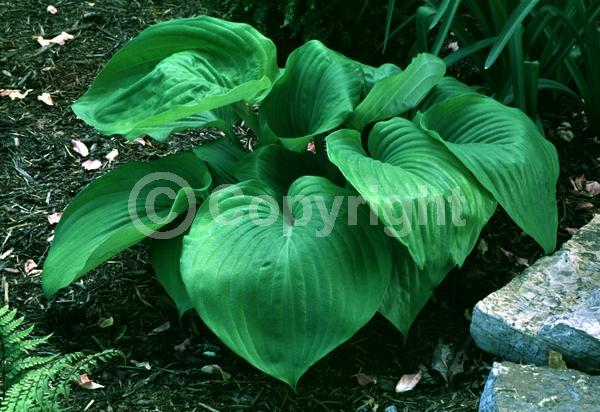 Lavender blooms; Deciduous; Broadleaf