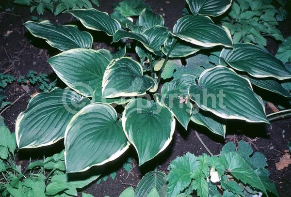 Lavender blooms; Deciduous; Broadleaf