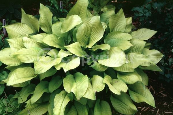 Lavender blooms; Deciduous; Broadleaf