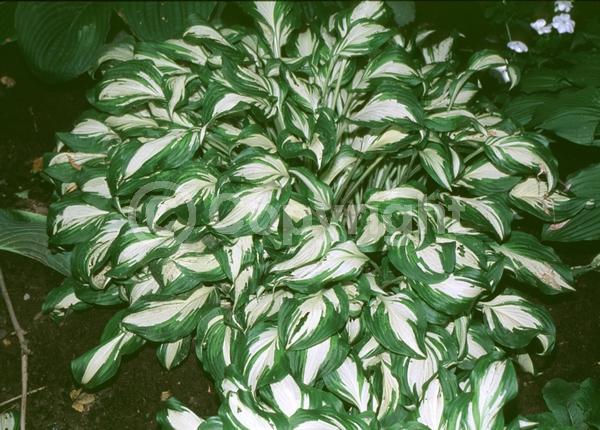 Lavender blooms; Deciduous; Broadleaf
