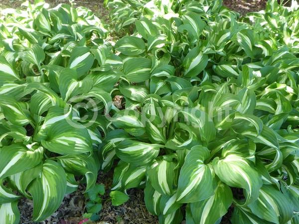 Purple blooms; Deciduous; Broadleaf