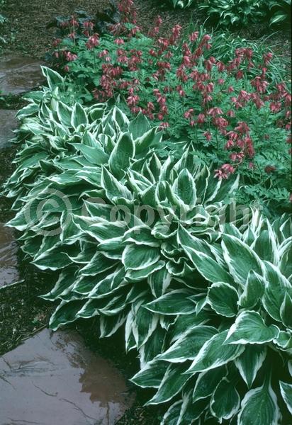Lavender blooms; Deciduous; Broadleaf