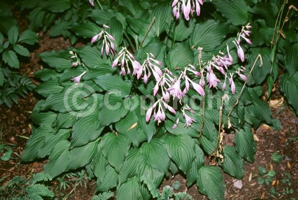 Purple blooms; Deciduous; Broadleaf