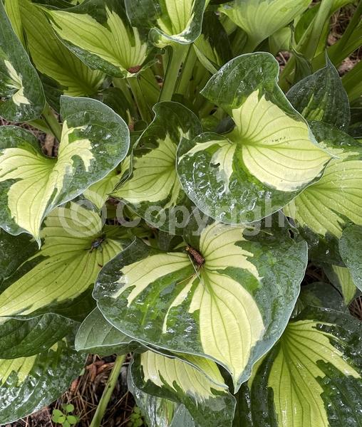Lavender blooms; Deciduous; Broadleaf