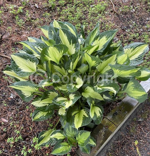 Lavender blooms; Deciduous; Broadleaf