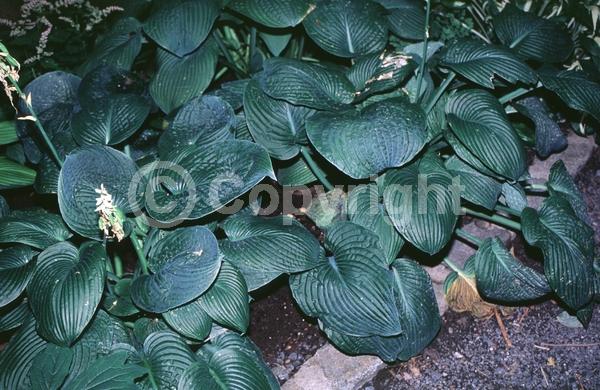 White blooms; Deciduous; Broadleaf