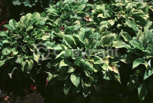 Lavender blooms; Deciduous; Broadleaf