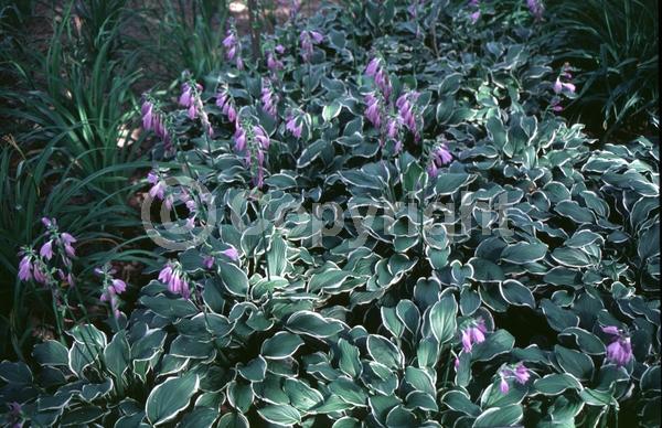 Purple blooms; Deciduous; Broadleaf