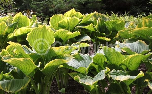 Purple blooms; White blooms; Lavender blooms; Deciduous; Broadleaf