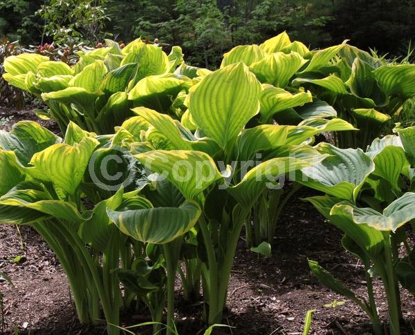 Purple blooms; White blooms; Lavender blooms; Deciduous; Broadleaf
