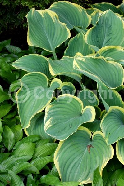 Purple blooms; White blooms; Lavender blooms; Deciduous; Broadleaf