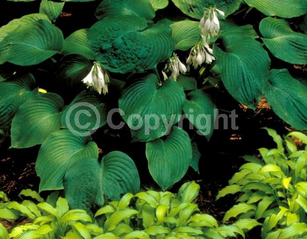 Blue blooms; Deciduous; Broadleaf