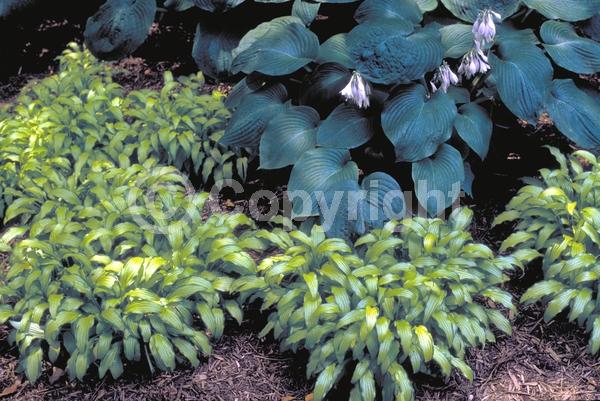 Blue blooms; Deciduous; Broadleaf