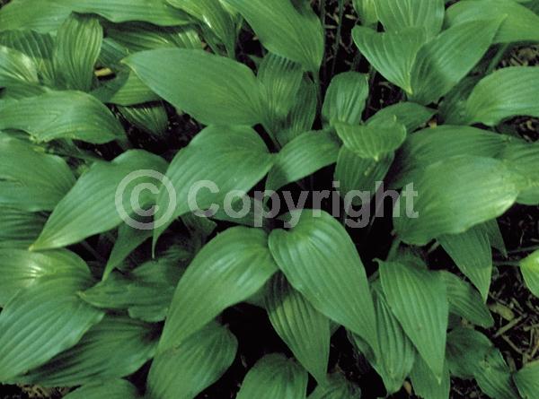 Purple blooms; Deciduous; Broadleaf