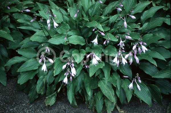 Purple blooms; Deciduous; Broadleaf