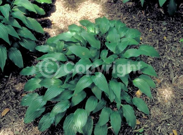 Purple blooms; Deciduous; Broadleaf