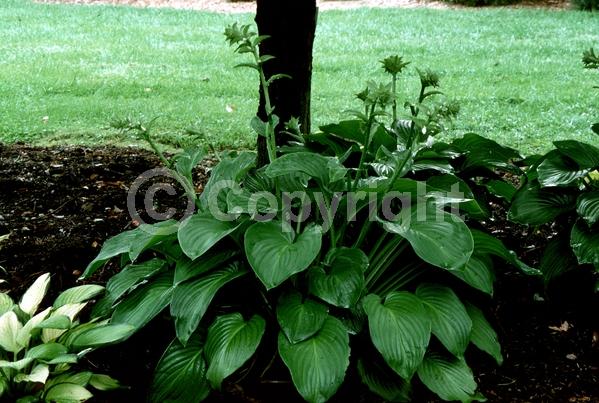 White blooms; Deciduous; Broadleaf