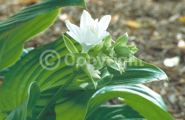White blooms; Deciduous; Broadleaf