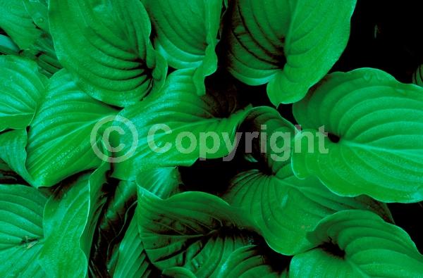 White blooms; Deciduous; Broadleaf