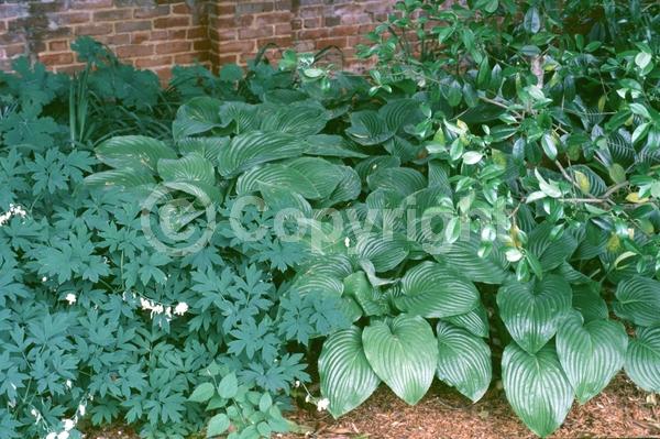 White blooms; Deciduous; Broadleaf
