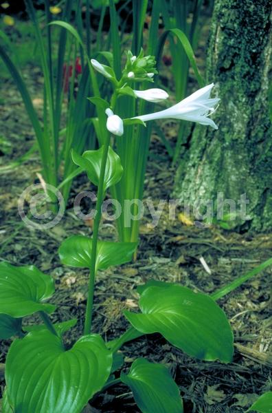 White blooms; Deciduous; Broadleaf